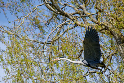 Herons at Hampden Park, Eastbourne.
Best time to see them is April, when they are rearing the chicks.