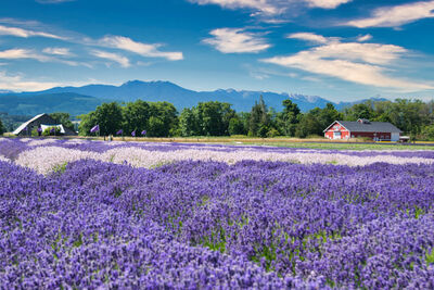 photos of Olympic National Park - Sequim Lavender Fields