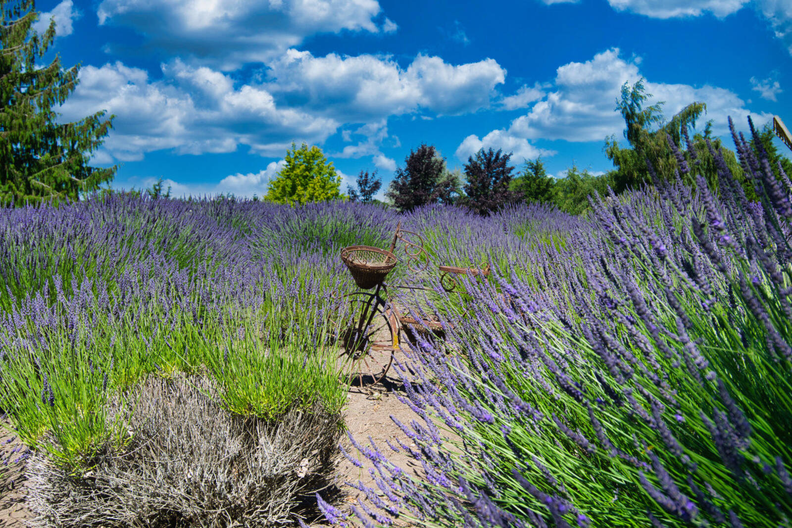 Image of Sequim Lavender Fields by Steve West