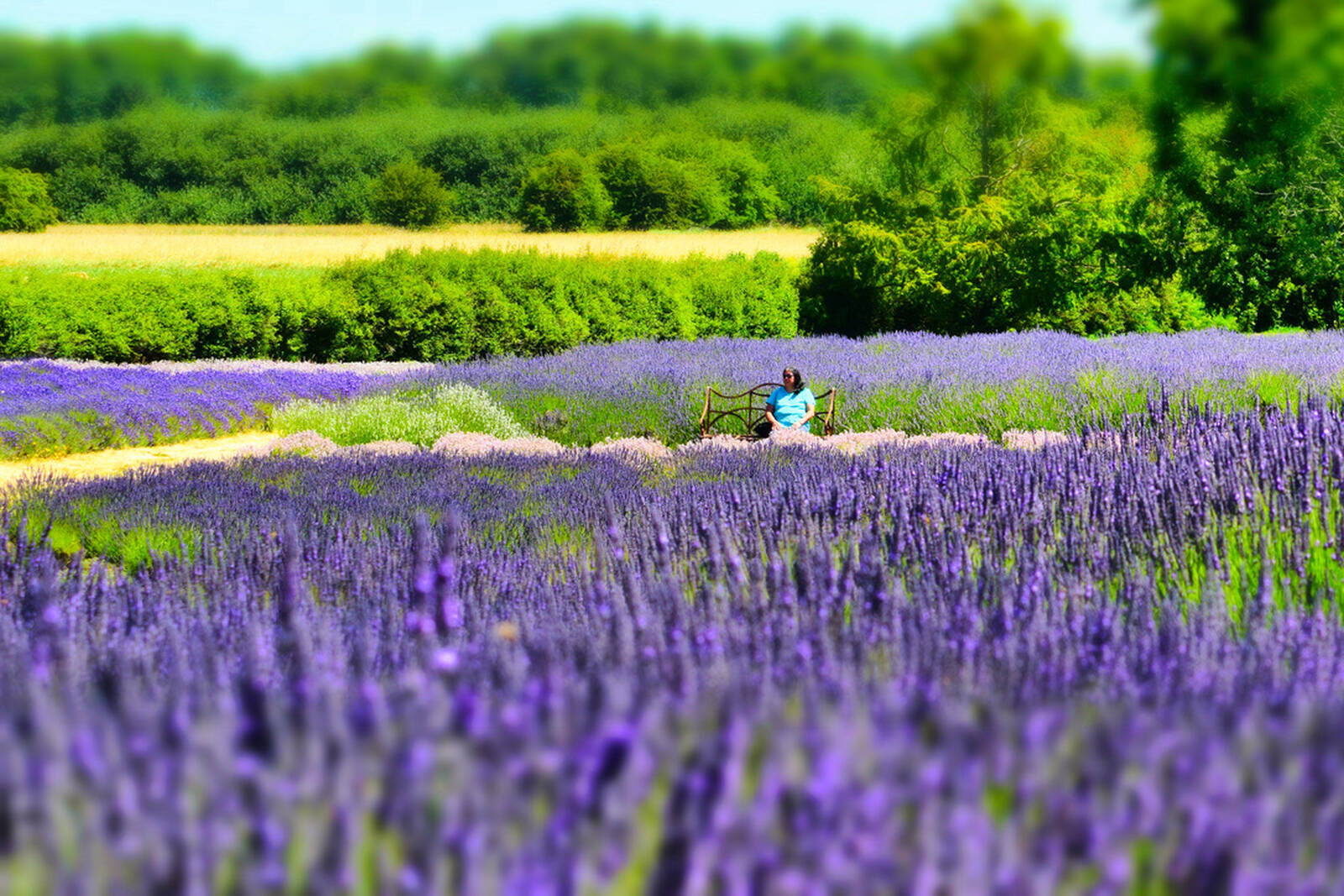 Image of Sequim Lavender Fields by Steve West