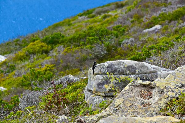 A lizard sunning itself on a rock at Cape Point, on the way to the new lighthouse