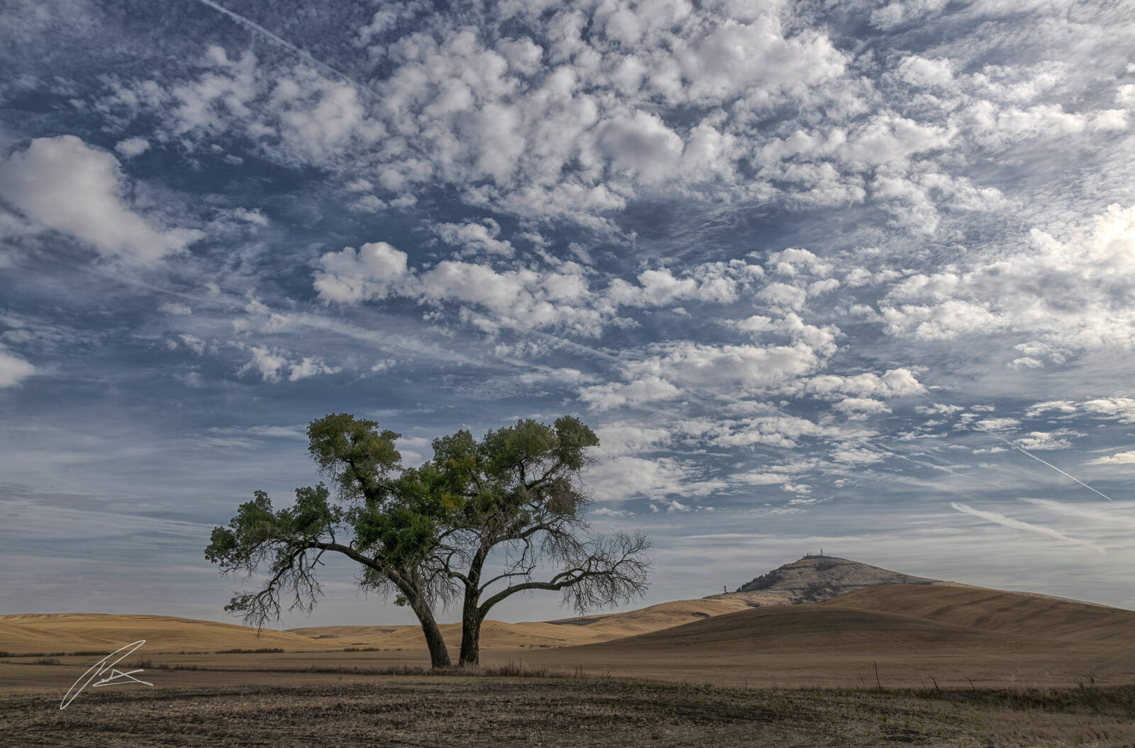 Image of Tennessee Flat Road Lone Trees by Patrick Hulley