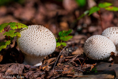 Common Puffball fungi on Beaver Pond 
Trail.
