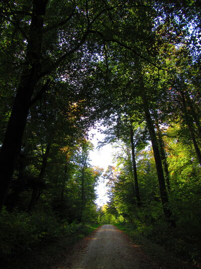 Photo of Therwil Forest - Therwil Forest