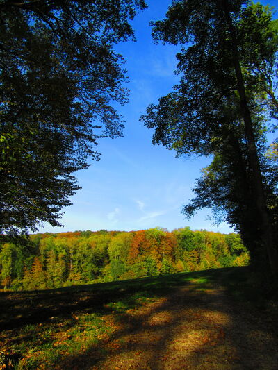 Image of Therwil Forest - Therwil Forest