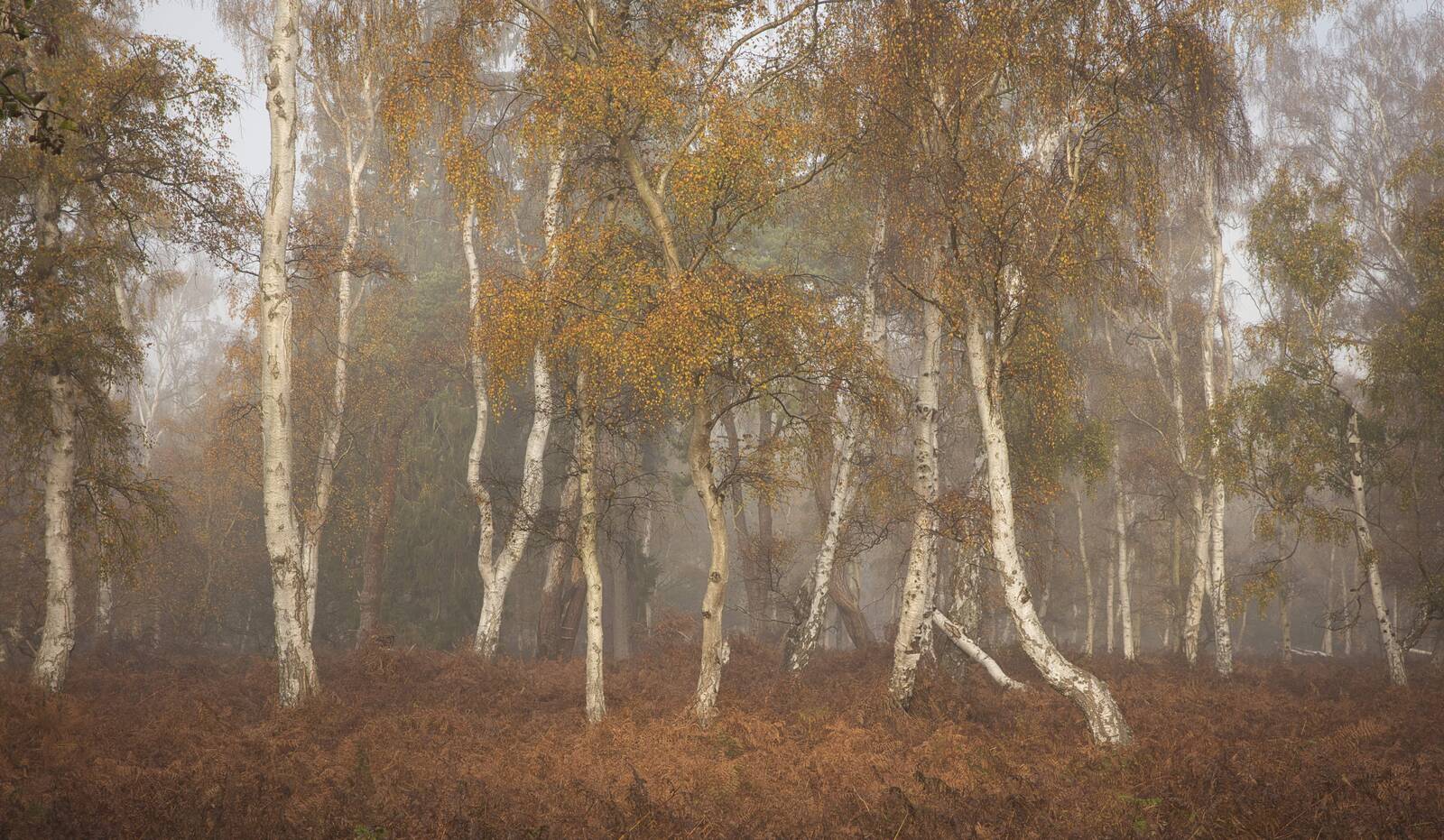 Image of Holme Fen Nature Reserve by David George