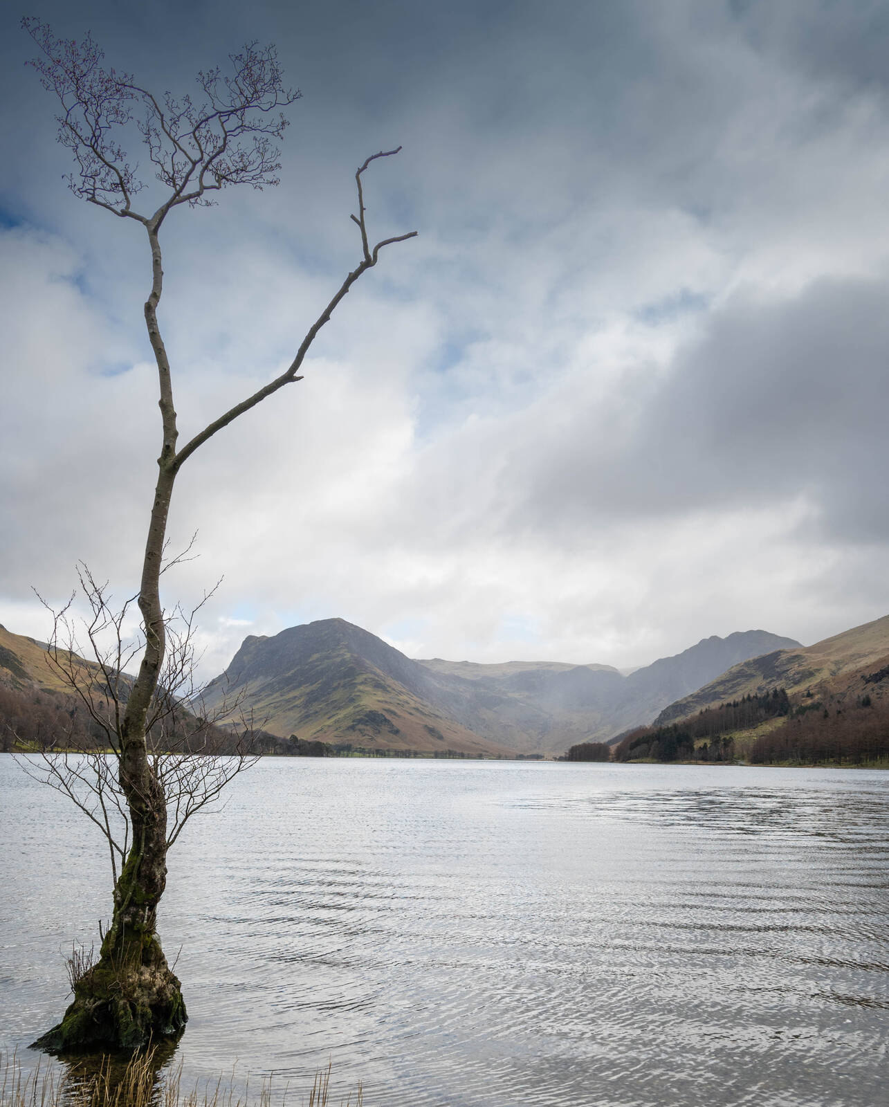 Image of Buttermere lonely tree by Paul Gaskell