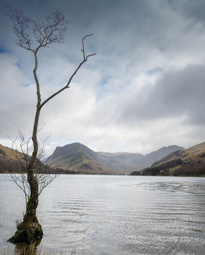 Photo of Buttermere lonely tree - Buttermere lonely tree