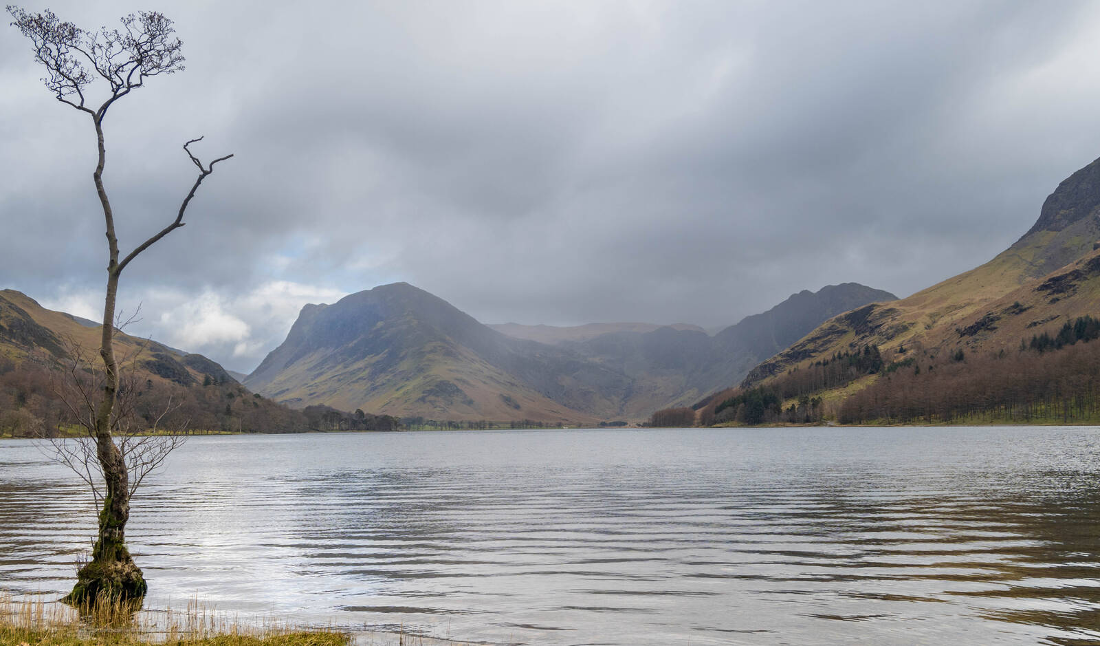 Image of Buttermere lonely tree by Paul Gaskell