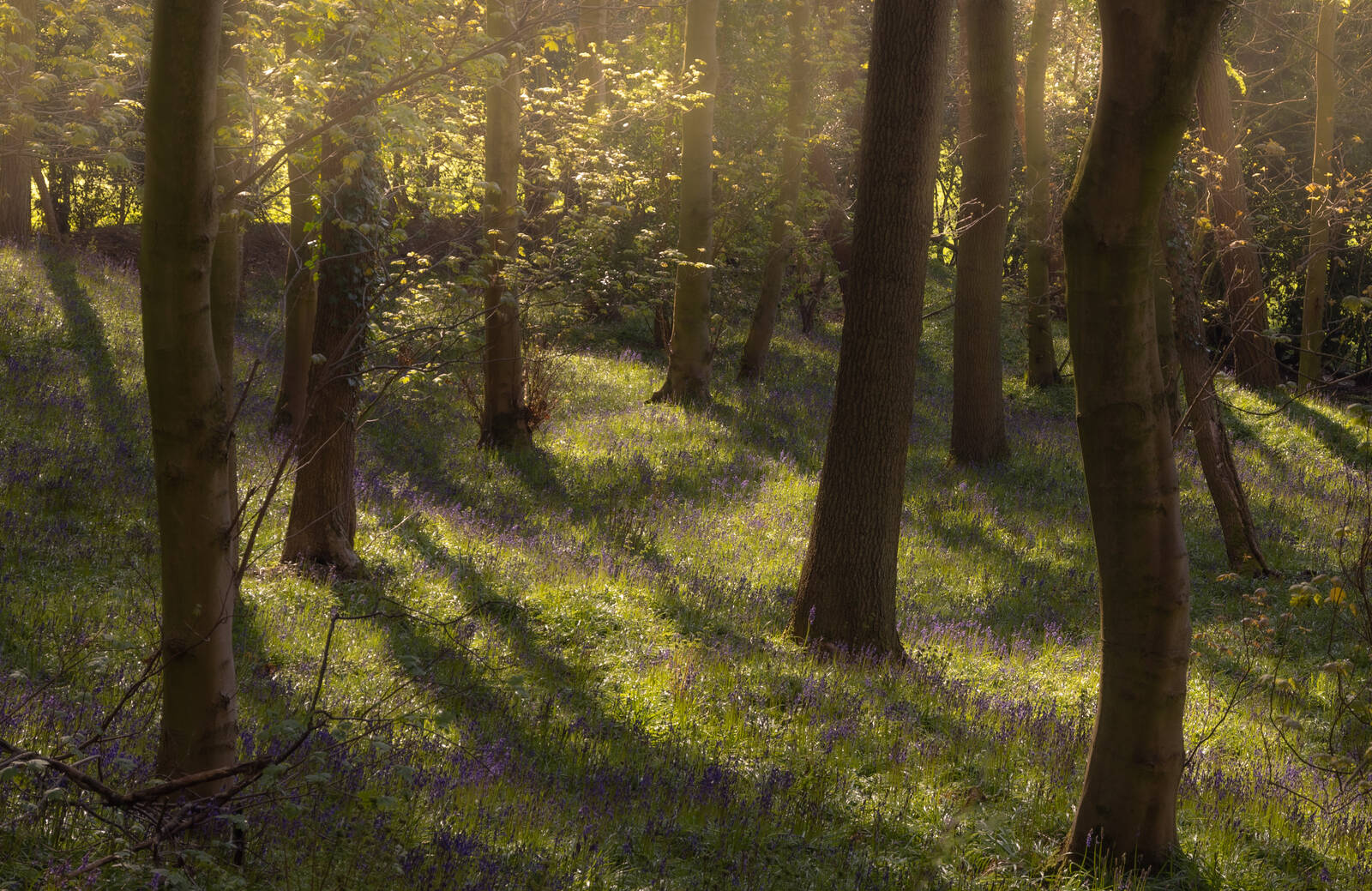 Image of Houghall Woods by Paul Gaskell