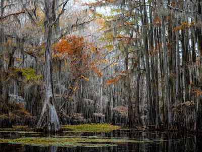 Picture of Caddo Lake - Caddo Lake