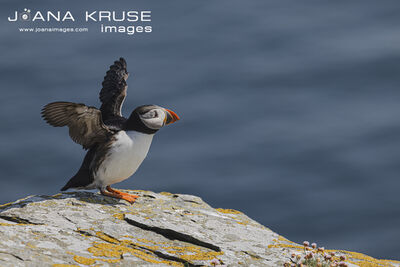 Noss Island is probably the best location to watch Puffins in the Shetland Islands.