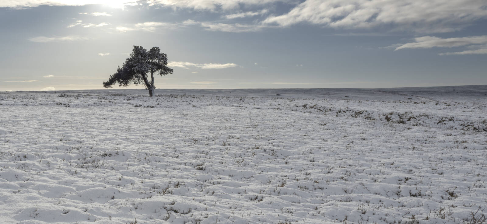 Image of Lone Tree by Paul Gaskell