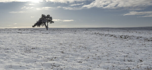 Snowy Lone Tree