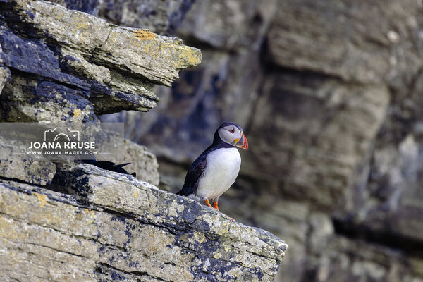 Puffins at Castle o'Burrian on Westray, Orkney, Scotland.