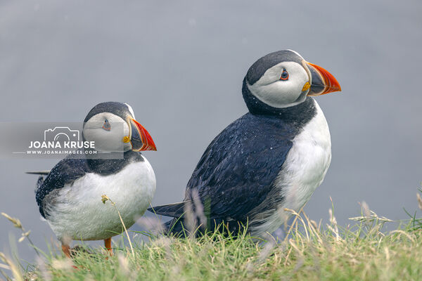 Puffins at Castle o'Burrian on Westray, Orkney, Scotland.