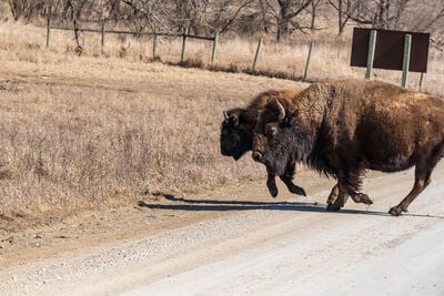 Bison running across the road in front of me