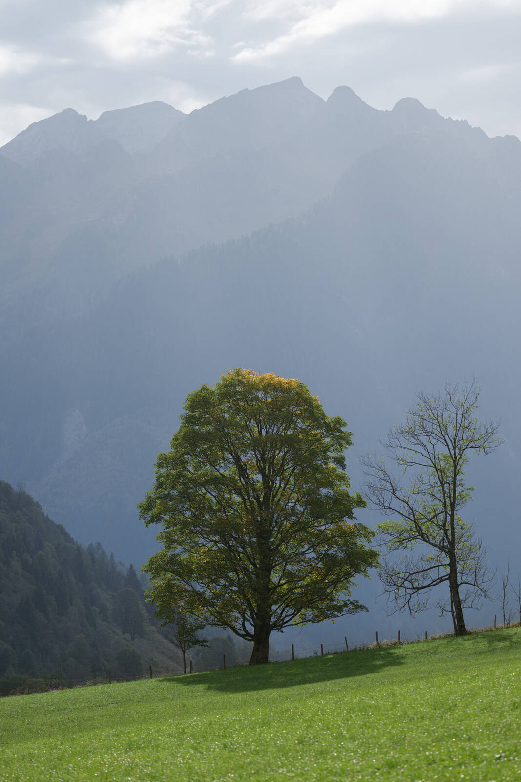 Image of Backlit Trees and Schwarzkopf Views by Luka Esenko