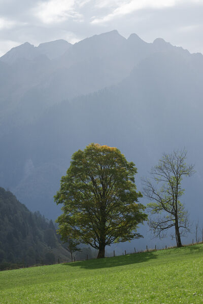 Austria photos - Backlit Trees and Schwarzkopf Views