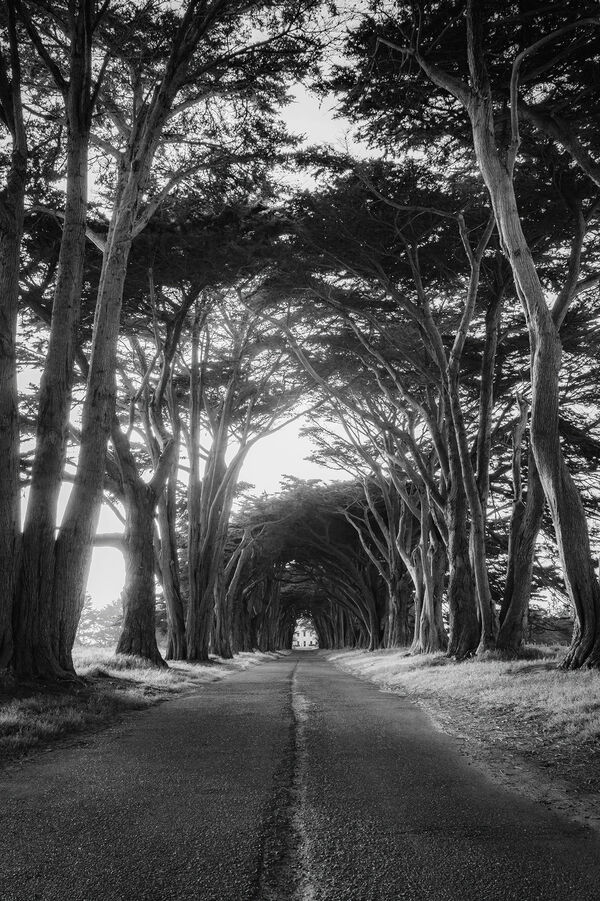 Vertical shot of the Cypress Tree Tunnel
