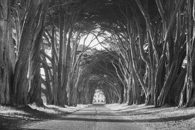 Cypress Tree Tunnel in black and white