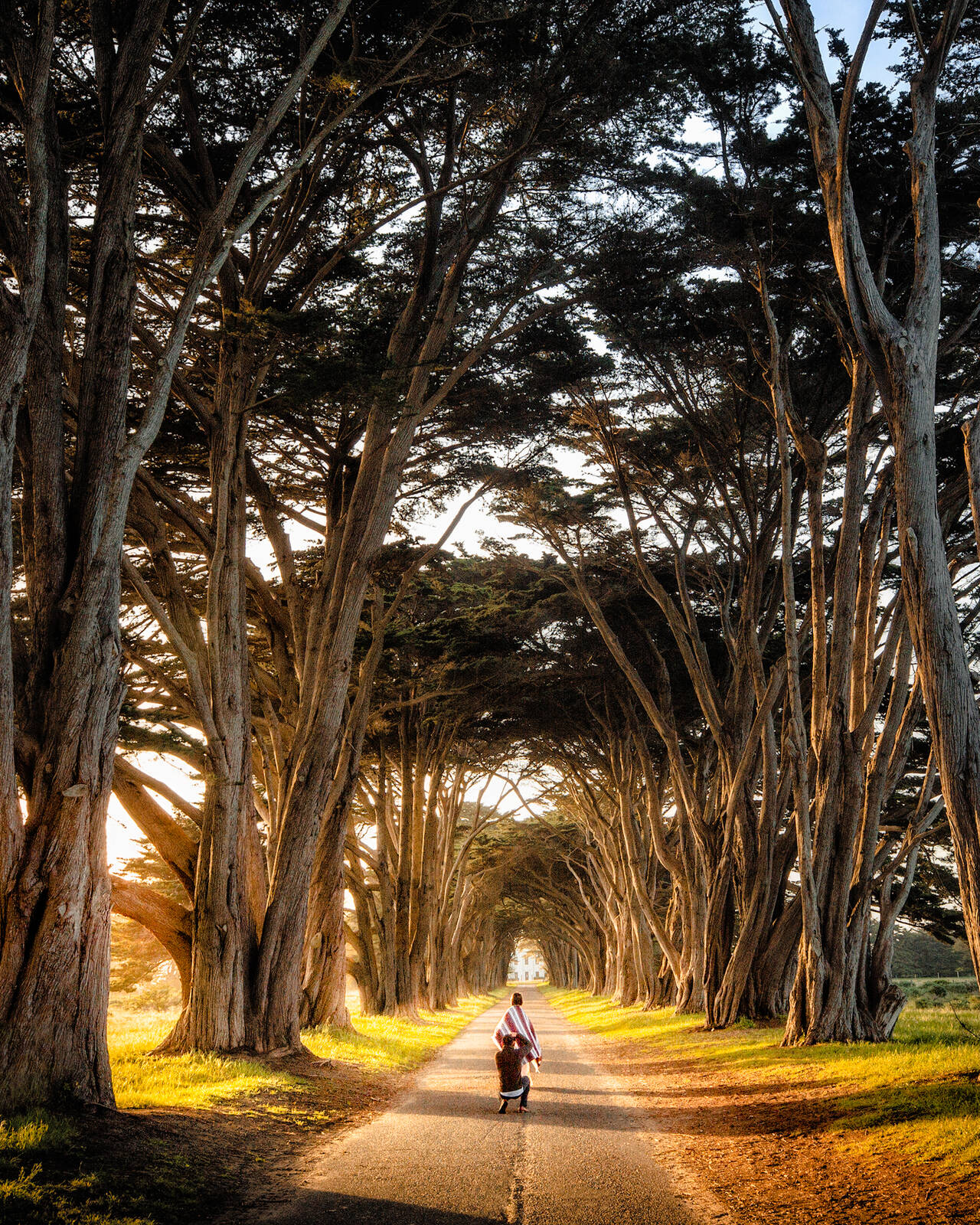 Image of Cypress Tree Tunnel by Ryan Smith