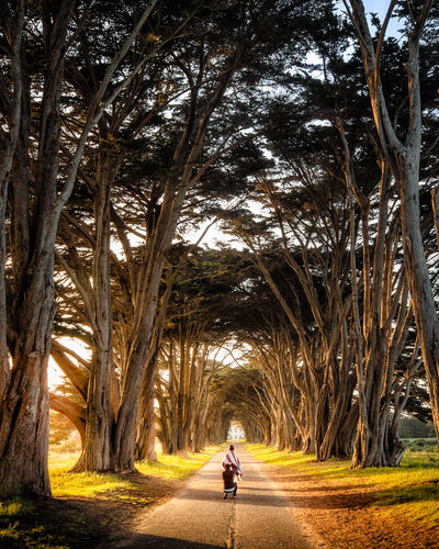Picture of Cypress Tree Tunnel - Cypress Tree Tunnel