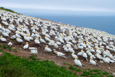 Northern Gannets on Bonaventure island