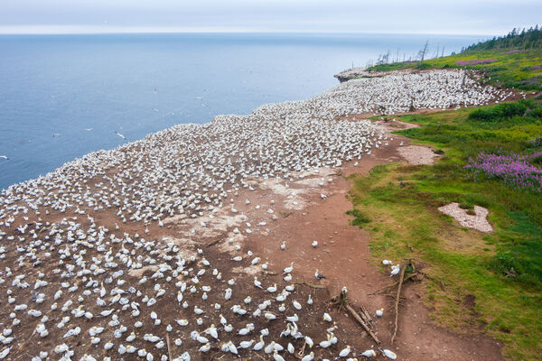 The northern gannet colony on Bonaventure island