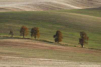 images of Southern Moravia - Chestnut Avenue