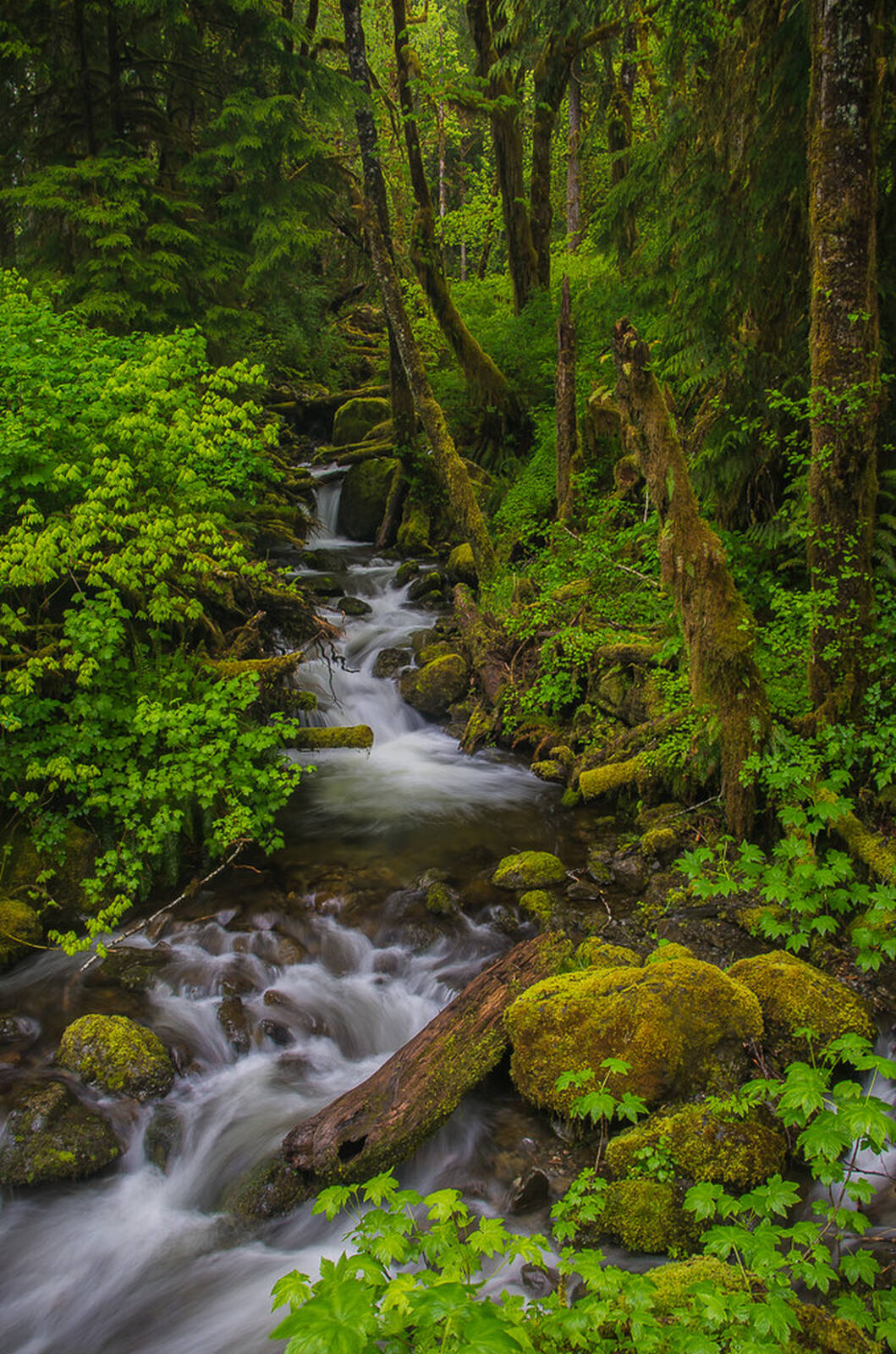 Image of Inner Creek within Quinault Rainforest by Murali Narayanan