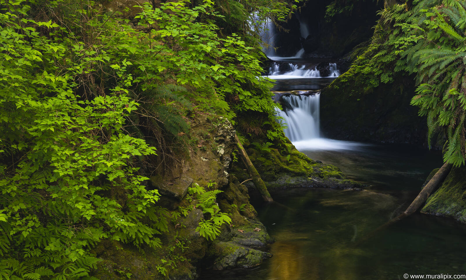 Image of Willaby Creek Falls by Murali Narayanan