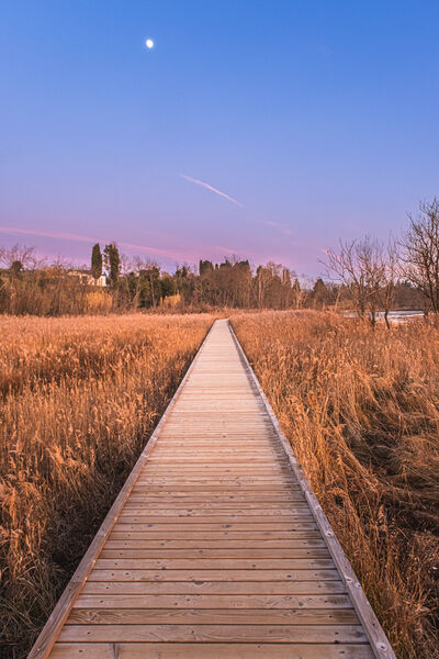 Path through the meadow  at blue hour