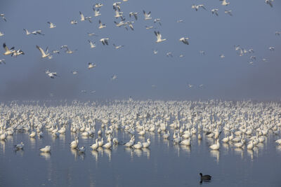 Snow Geese, Canadian Geese, Sandhill Cranes, etc migrate here between November and February. 