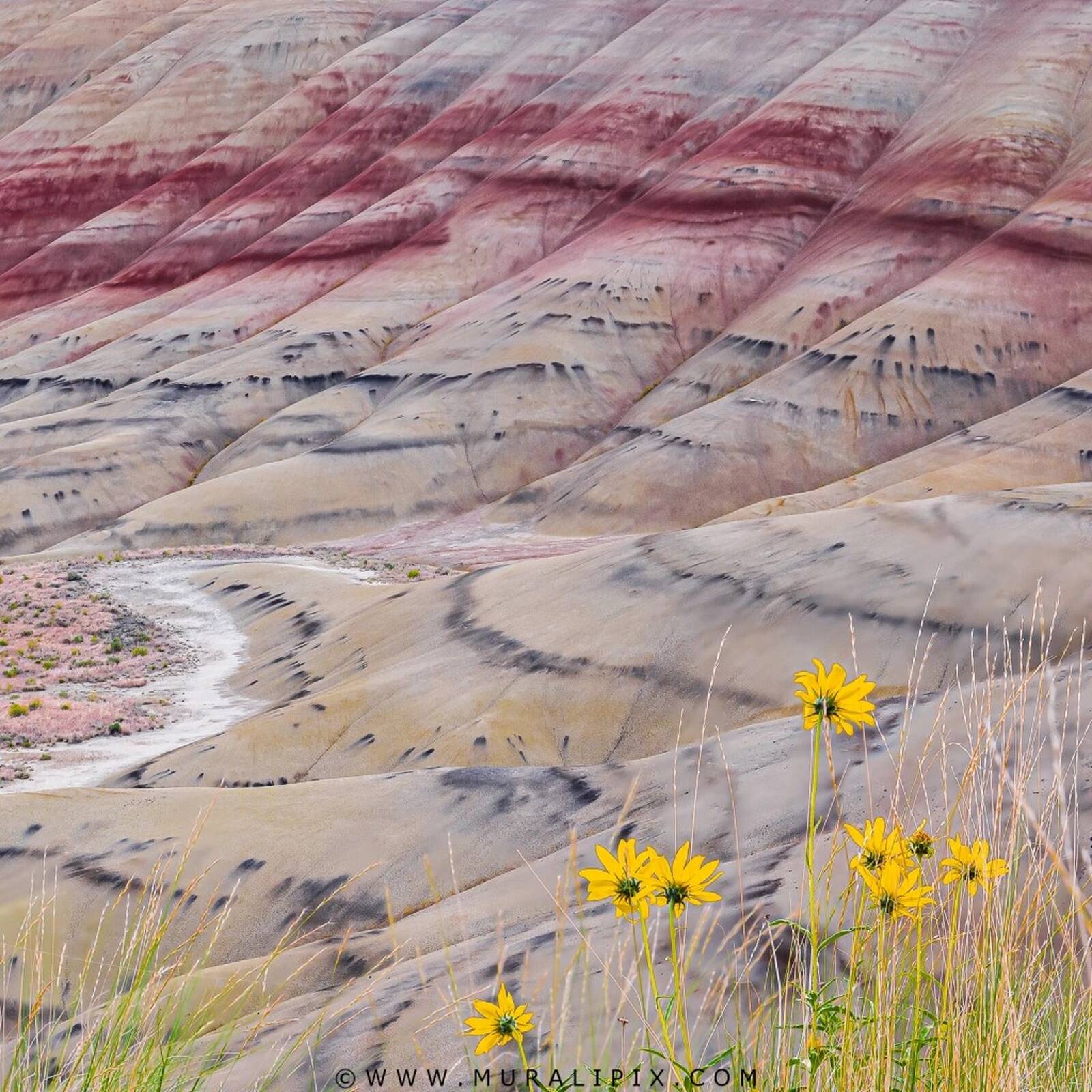 Image of Painted Hills Overlook Trail by Murali Narayanan
