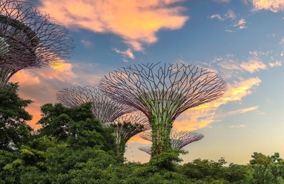 images of Singapore - Supertree Grove