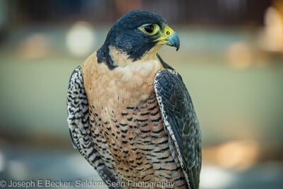 Idaho photography spots - World Center for Birds of Prey