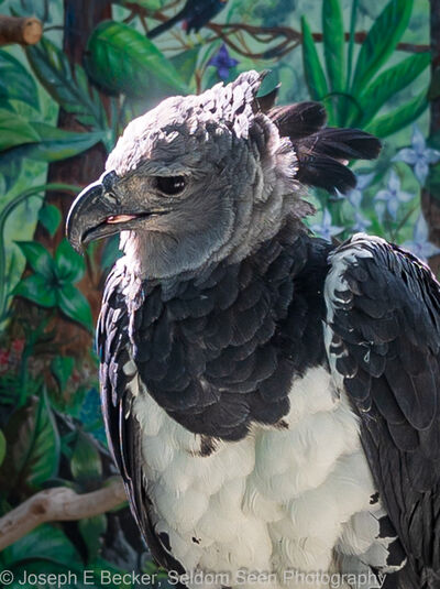 Picture of World Center for Birds of Prey - World Center for Birds of Prey