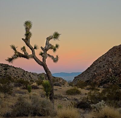 All of Joshua Tree is on a plateau, elevated above the surrounding desert floor and so broad vistas are available from any trail. 