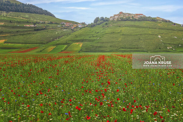 The fioritura in Castelluccio is a spectacle of wildflowers that transforms the Piano Grande into a vibrant tapestry of colours every late spring/early summer.
