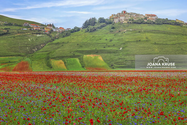 The fioritura in Castelluccio is a spectacle of wildflowers that transforms the Piano Grande into a vibrant tapestry of colours every late spring/early summer.