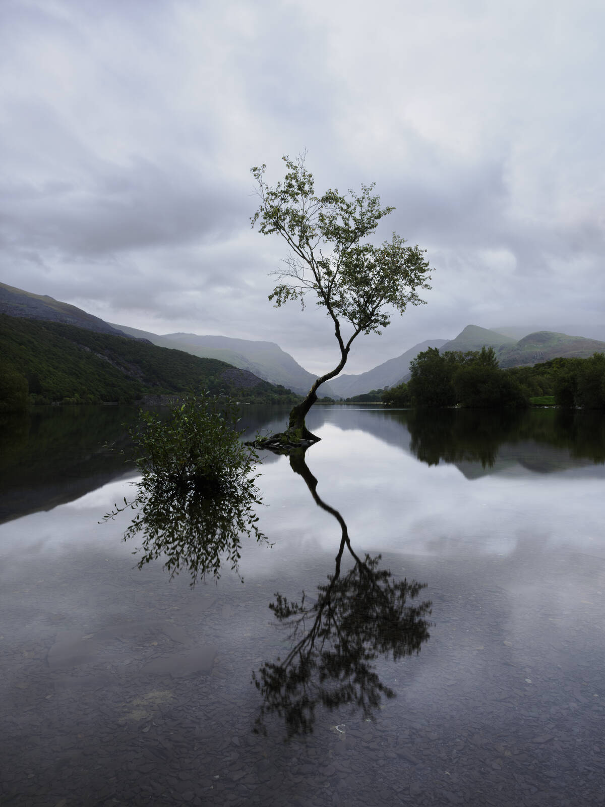Image of Lone Tree by Sean Sabourin