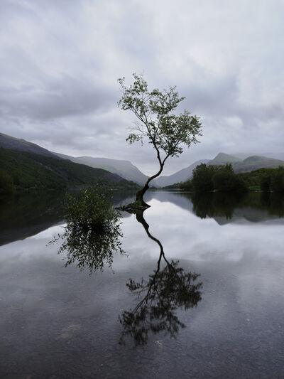 images of North Wales - Lone Tree