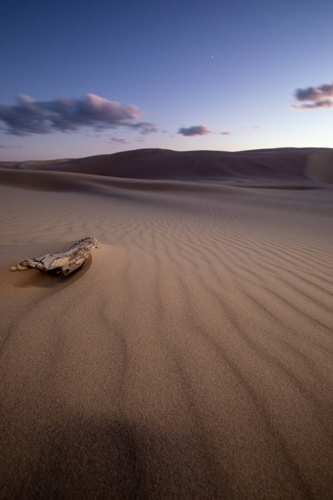 Image of Stockton Sand Dunes by Thom Newman