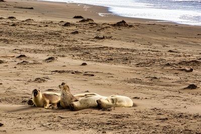 The seals are constantly making noise or else they are sleeping on the beach.