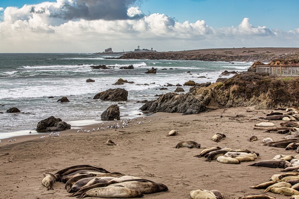 Ano Nuevo State Park where the Elephant Seals come to mate during December through March.