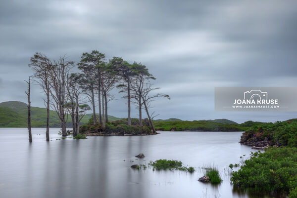 The pine tree islands in Loch Assynt are a group of small islets dotted around the loch's shoreline, home to a variety of trees, including Scots pines, Corsican pines, and Sitka spruces. 