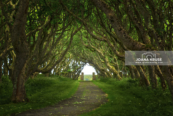 The "Dark Hedges" of Castle of Mey.