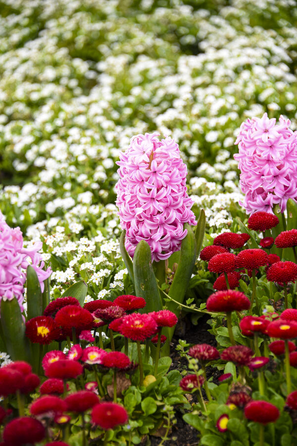 Spring flowers in the formal garden