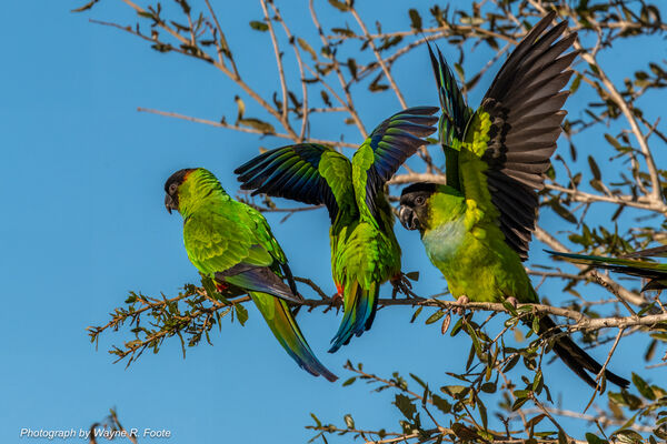 Monk Parakeets near the Audubon Center. This is an invasive species that has established a feral population